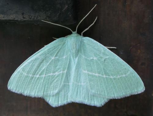 Hemistola chrysoprasaria